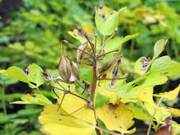 Attēlu rezultāti vaicājumam “Thalictrum aquilegifolium leaf”