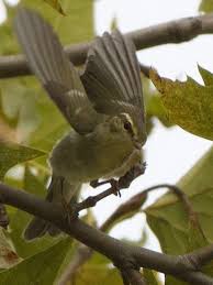 Image result for Phylloscopus borealis