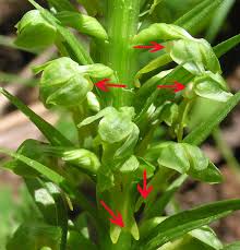Attēlu rezultāti vaicājumam “Coeloglossum viride flower”