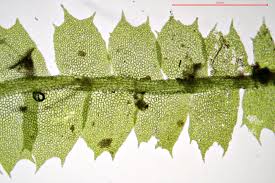 Attēlu rezultāti vaicājumam “Lophocolea minor”