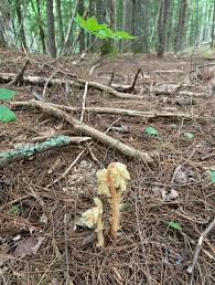 Attēlu rezultāti vaicājumam “Monotropa hypopitys”