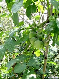 Attēlu rezultāti vaicājumam “Solanum tuberosum”