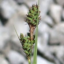 Attēlu rezultāti vaicājumam “Carex buxbaumii”