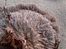 Attēlu rezultāti vaicājumam “Sporophagomyces chrysostomus”