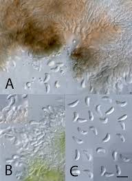 Attēlu rezultāti vaicājumam “Vouauxiomyces santessonii”