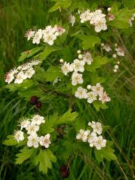 Attēlu rezultāti vaicājumam “Crataegus monogyna”