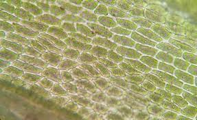 Attēlu rezultāti vaicājumam “Dicranum bergeri”