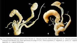 Attēlu rezultāti vaicājumam “Fruticola fruticum”