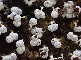 Attēlu rezultāti vaicājumam “Physarum leucopus spores”