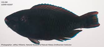 Image result for Scarus niger