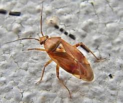 Attēlu rezultāti vaicājumam “Lygus pratensis”