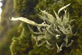 Attēlu rezultāti vaicājumam “Ramalina pollinaria”