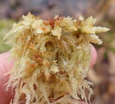 Attēlu rezultāti vaicājumam “Sphagnum balticum”