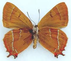 Attēlu rezultāti vaicājumam “Thecla betulae female”