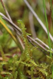 Attēlu rezultāti vaicājumam “Hamatocaulis vernicosus”