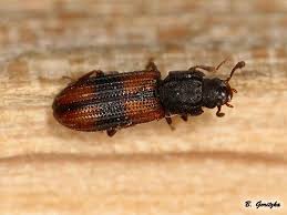 Attēlu rezultāti vaicājumam “Zopheridae”