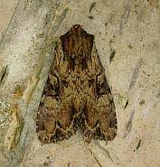 Attēlu rezultāti vaicājumam “Apamea epomidion”