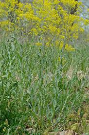 Image result for Isatis tinctoria