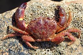 Image result for Eriphia verrucosa