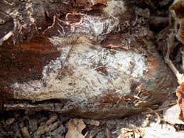 Attēlu rezultāti vaicājumam “Armillaria sp.”