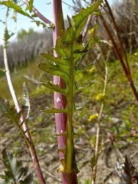 Attēlu rezultāti vaicājumam “Rorippa palustris”