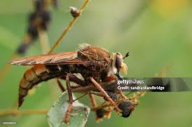 Attēlu rezultāti vaicājumam “Asilus crabroniformis”