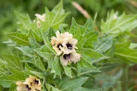 Image result for bilsenkraut