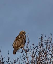 Attēlu rezultāti vaicājumam “Buteo lagopus adult”