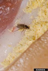 Attēlu rezultāti vaicājumam “Phoridae”