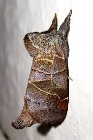 Attēlu rezultāti vaicājumam “Clostera pigra”