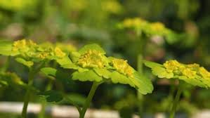 Attēlu rezultāti vaicājumam “Chrysosplenium alternifolium flower”