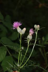 Attēlu rezultāti vaicājumam “Cirsium acaule flower”
