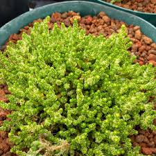 Image result for Sedum acre