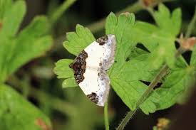 Attēlu rezultāti vaicājumam “Mesoleuca albicillata”