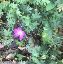 Attēlu rezultāti vaicājumam “Geranium sylvaticum bud”