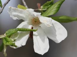 Attēlu rezultāti vaicājumam “Magnolia kobus flower”