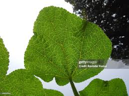 Attēlu rezultāti vaicājumam “Alcea rosea leaf”