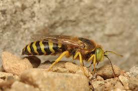Attēlu rezultāti vaicājumam “Bembix rostrata”