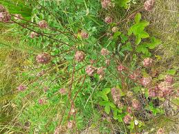 Attēlu rezultāti vaicājumam “Poterium sanguisorba”