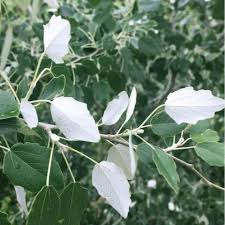 Attēlu rezultāti vaicājumam “Populus tremula leaf”