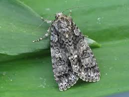 Attēlu rezultāti vaicājumam “Acronicta rumicis imago”