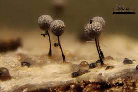 Attēlu rezultāti vaicājumam “Collaria arcyrionema”