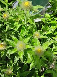 Attēlu rezultāti vaicājumam “Inula britannica bud”