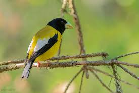 Image result for Hesperiphona vespertina