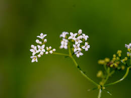 Attēlu rezultāti vaicājumam “Galium rivale flower”
