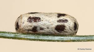 Attēlu rezultāti vaicājumam “Ichneumonidae cocoon”