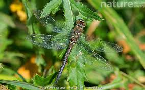 Attēlu rezultāti vaicājumam “Aeshna mixta female”