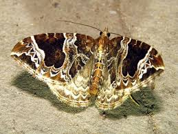 Attēlu rezultāti vaicājumam “Eulithis prunata”