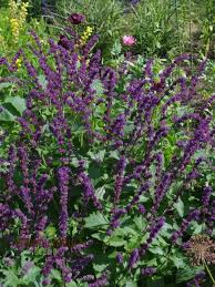 Attēlu rezultāti vaicājumam “Salvia verticillata”