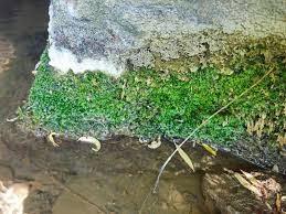 Attēlu rezultāti vaicājumam “Pellia endiviifolia sporophyte”